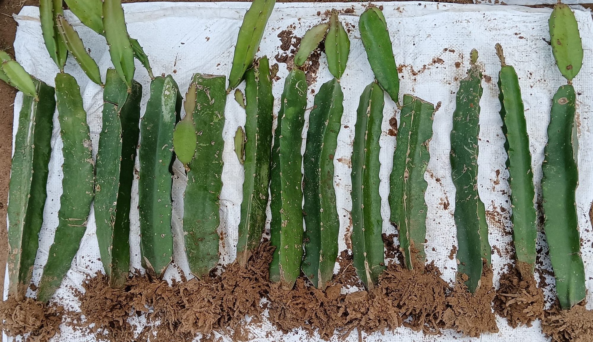 High-Quality Dragon Fruit Planting Material